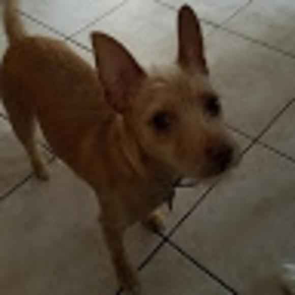 Meet your Posher, Alison - Picture 1 of 1